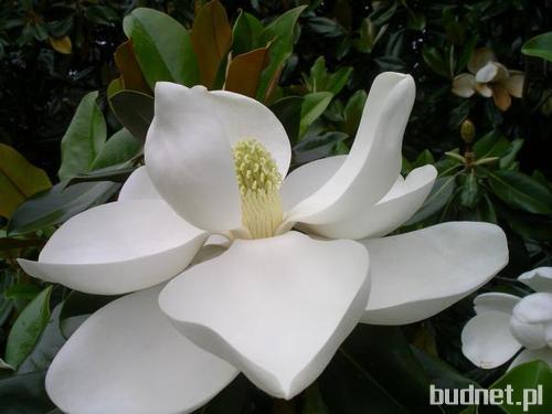 Magnolia Grandiflora wielkokwiatowa